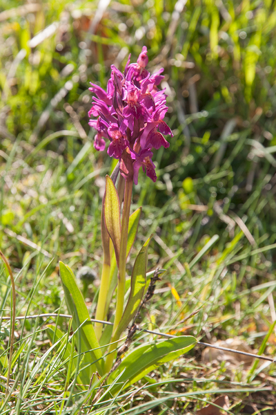 0030-vlierorchis