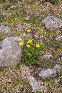 0036-kale-voorjaarszonnebloem