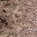 0047-crocus-vernus-crocus-neapolitanus-montane-pastures