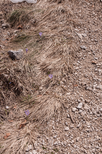 0047-crocus-vernus-crocus-neapolitanus-montane-pastures