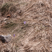 0048-crocus-vernus-crocus-neapolitanus-montane-pastures