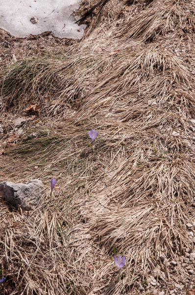 0048-crocus-vernus-crocus-neapolitanus-montane-pastures