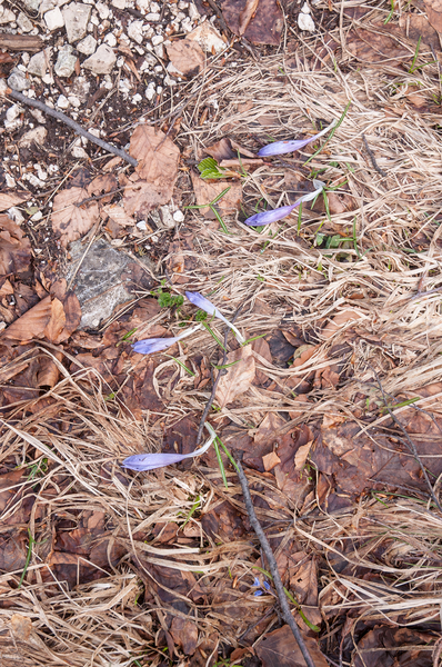 0050-crocus-vernus-crocus-neapolitanus-montane-pastures