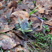 0054-Cynoglossum-magellense-stony-pastures