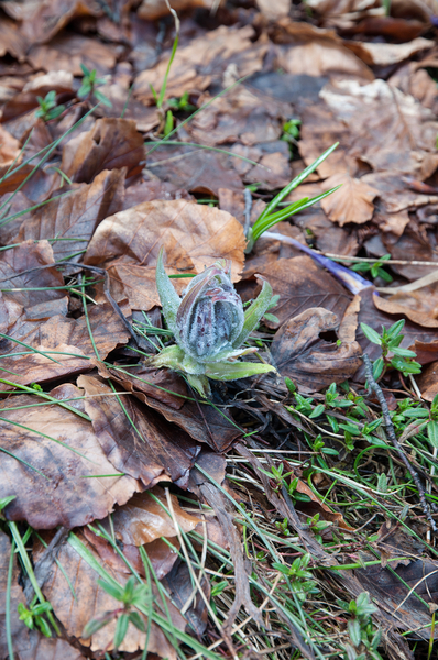 0054-Cynoglossum-magellense-stony-pastures