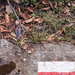 0055-Cynoglossum-magellense-stony-pastures