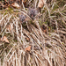 0057-Cynoglossum-magellense-stony-pastures