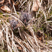 0058-Cynoglossum-magellense-stony-pastures