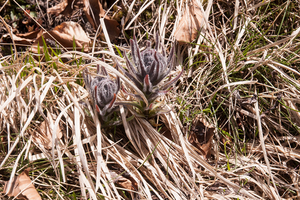 0058-Cynoglossum-magellense-stony-pastures