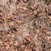 0059-crocus-vernus-crocus-neapolitanus-montane-pastures