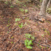 0060-Cardamine-enneaphyllos