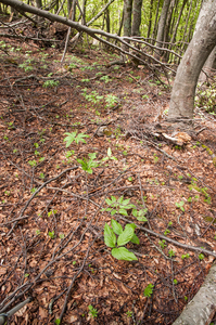 0060-Cardamine-enneaphyllos