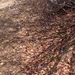 0060-crocus-vernus-crocus-neapolitanus-montane-pastures