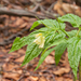 0062-Cardamine-enneaphyllos