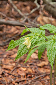 0062-Cardamine-enneaphyllos