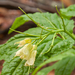 0063-Cardamine-enneaphyllos