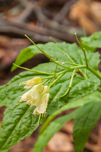 0063-Cardamine-enneaphyllos