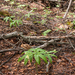 0064-Cardamine-enneaphyllos