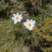 0068-pulsatilla-alpina-stony-meadows-at-high-altitudes,-cool-scre