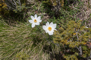 0068-pulsatilla-alpina-stony-meadows-at-high-altitudes,-cool-scre