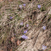 0069-crocus-vernus-crocus-neapolitanus-montane-pastures