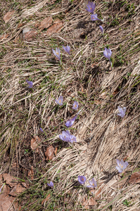 0069-crocus-vernus-crocus-neapolitanus-montane-pastures