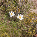 0069-pulsatilla-alpina-stony-meadows-at-high-altitudes,-cool-scre