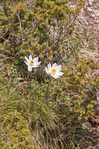 0069-pulsatilla-alpina-stony-meadows-at-high-altitudes,-cool-scre