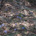 0084-crocus-vernus-crocus-neapolitanus-montane-pastures