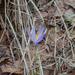 0085-crocus-vernus-crocus-neapolitanus-montane-pastures