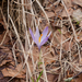 0086-crocus-vernus-crocus-neapolitanus-montane-pastures