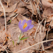 0087-crocus-vernus-crocus-neapolitanus-montane-pastures