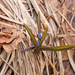 0088-Vroege-sterhyacint---Scilla-bifolia-woods-pastures
