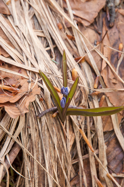 0088-Vroege-sterhyacint---Scilla-bifolia-woods-pastures