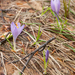 0089-crocus-vernus-crocus-neapolitanus-montane-pastures