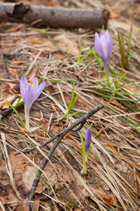 0089-crocus-vernus-crocus-neapolitanus-montane-pastures