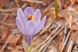 0090-crocus-vernus-crocus-neapolitanus-montane-pastures