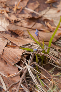 0094-Vroege-sterhyacint---Scilla-bifolia-woods-pastures