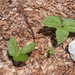 0095-onbekende-plant