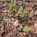 0096-ansvaren-Polystichum-lonchitis-cool-fagus-sylvatica-woods-an