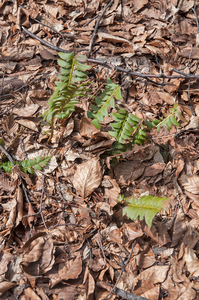 0096-ansvaren-Polystichum-lonchitis-cool-fagus-sylvatica-woods-an