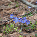 0099-Vroege-sterhyacint---Scilla-bifolia-woods-pastures