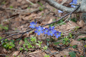 0099-Vroege-sterhyacint---Scilla-bifolia-woods-pastures