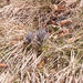 0101-Cynoglossum-magellense-stony-pastures