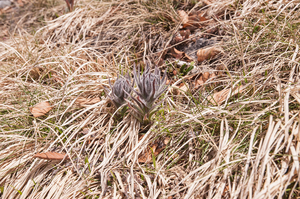 0101-Cynoglossum-magellense-stony-pastures