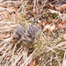 0102-Cynoglossum-magellense-stony-pastures