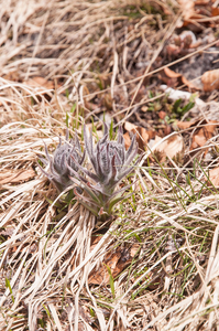 0102-Cynoglossum-magellense-stony-pastures