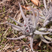 0103-Cynoglossum-magellense-stony-pastures