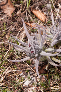 0103-Cynoglossum-magellense-stony-pastures