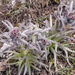 0104-Cynoglossum-magellense-stony-pastures